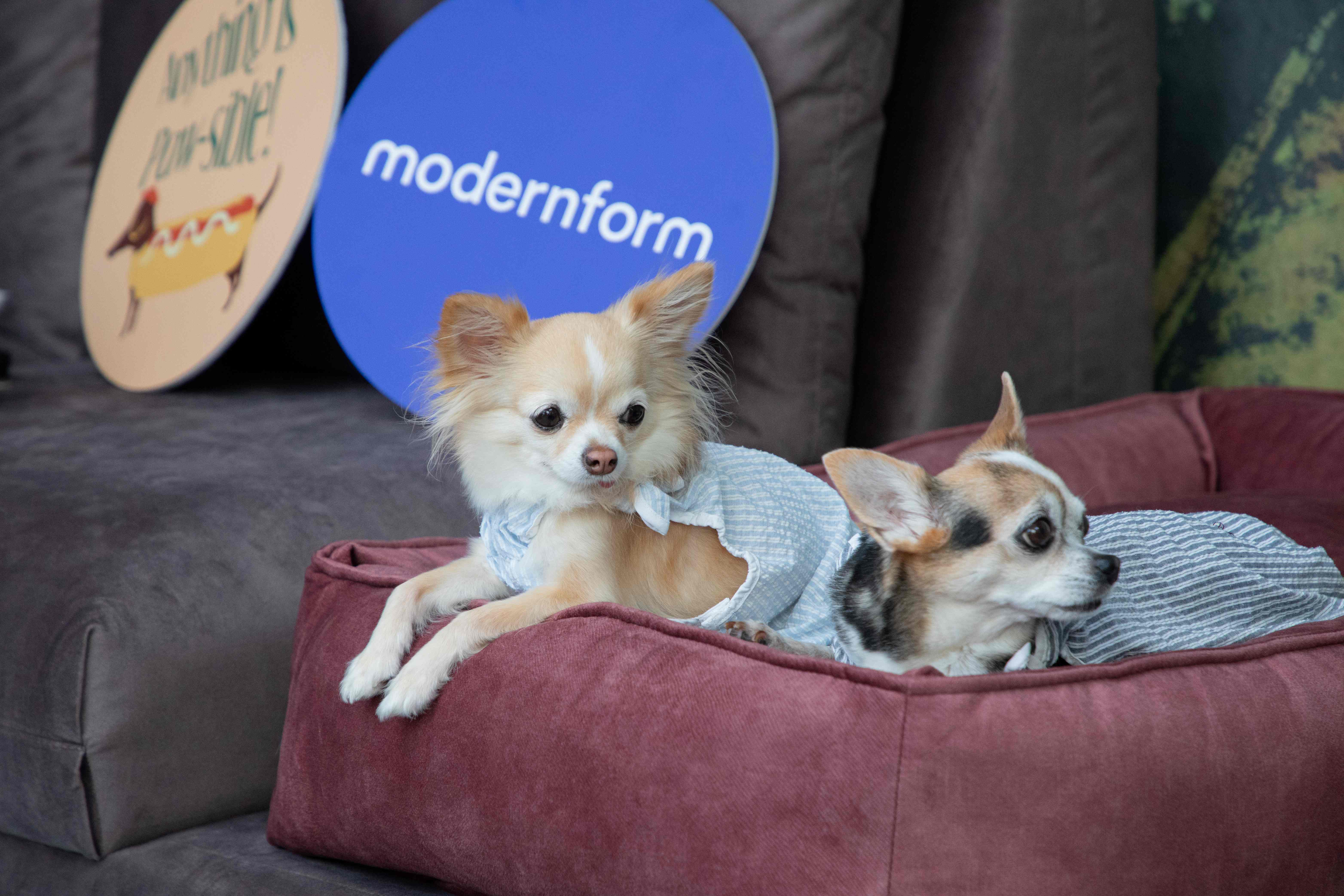 Modernform-Pet-Sofa.jpg